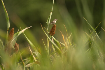 A small House sparrow perched on a millet plant, feeding on seeds in lush green natural background.
