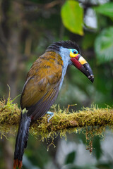 Plate-billed Mountain Toucan in Ecuadorian Cloud Forest