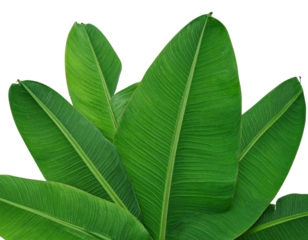 Layered Realistic Banana Leaves with Shadows, Tropical Jungle Composition, isolated