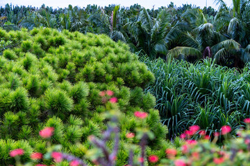 南国のトロピカルな植物たち