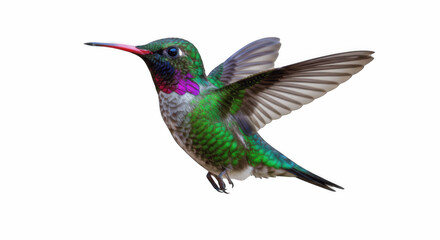 Fototapeta premium Iridescent Green Hummingbird (Colibri) in Flight with Bright Red Beak Isolated on Transparent PNG Background