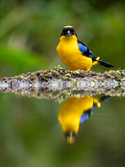 Blue-winged Mountain Tanager Perched by Water Reflection