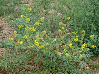 Buffalo Bur Plants with Spiny Pods and Yellow Flowers in Colorado Field
