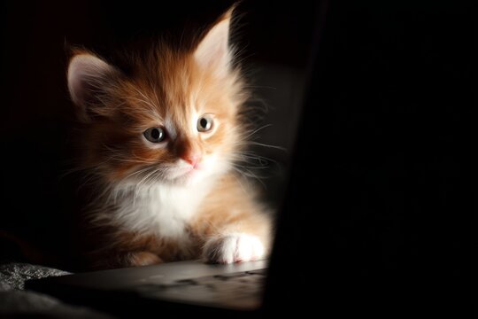 Feline friend delighted by nighttime screen. Kitten screen. How messaging overload silently drains your focus and emotional energy. Adorable laptop cat. Chat distraction impact.