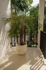Balcony decorated with tropical green plants in pots, cozy outdoor corner with sunlight and exotic atmosphere, perfect natural inspiration for eco living.