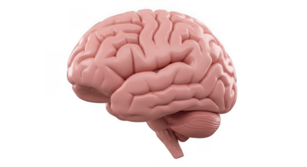 Detailed 3D Render of Human Brain Organ Showing Cortex and Cerebellum, Representing Intelligence and Health, Isolated on Transparent PNG Background

