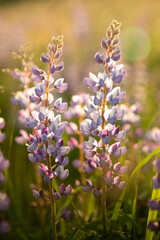 Soft-focus lupine 