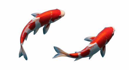 Fototapeta premium Pair of Vibrant Red and White Kohaku Koi Fish Swimming, Symbolizing Luck, Prosperity, and Perseverance, Isolated on Transparent PNG Background
