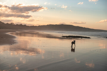 Australian Cattle Dog playing at the beach during sunset