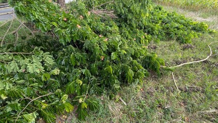 A tangled pile of green leaves and broken branches lies on the ground next to a patch of tall...