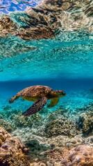 Obraz premium Green sea turtle gliding through clear ocean waters, surrounded by dappled sunlight and coral. 