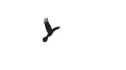 black vulture isolated on white background