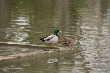 duck protection