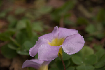 lavender pansy bloom