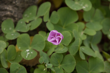 pink flower star shape