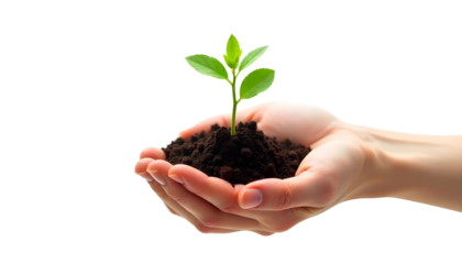 Hands supporting a young plant with soil on a transparent background, illustrating the connection between gardening and soil health
