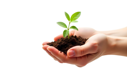 Hands nurturing a young plant with soil, set against a transparent background, representing sustainable agriculture and ecology