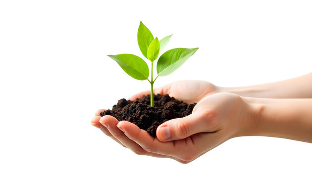 A pair of hands holding a young plant with dark soil, emphasizing the importance of soil conservation and biodiversity