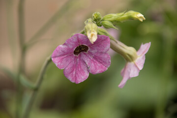 Flower bloom looking down