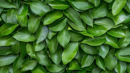 Fototapeta premium Lush Green Leaves Background for Natural and Organic Themes