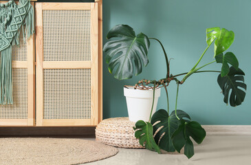 Wooden cabinet, pouf and houseplant near mint wall in living room, closeup