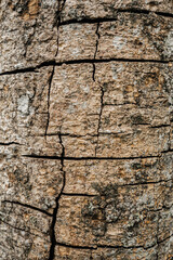 Corteza de árbol seca con grietas profundas y textura natural en primer plano
