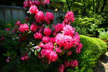 Pink rhododendron flowers blooming