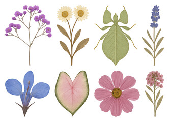 Fototapeta premium PNG Vintage botanical floral insect illustration, element set on transparent background