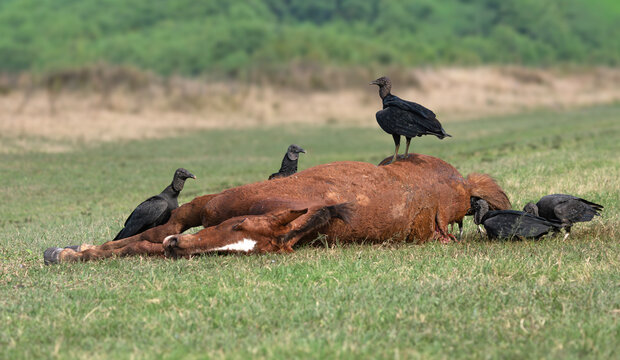 Jote cabeza negra ave carro&ntilde;era comiendo el cadaver de un caballo