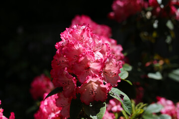 Pink rhododendron flowers blooming