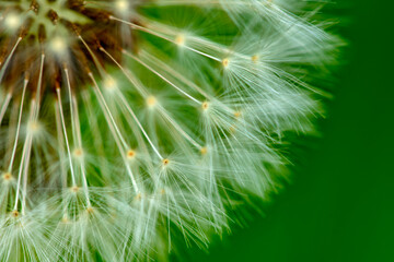 Pappi that are the seed parachutes for Dandelion