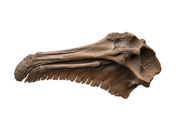 Obraz premium Detailed fossil of a prehistoric bird-like creature's skull and wing-like bone structure, presented against a stark black backdrop.