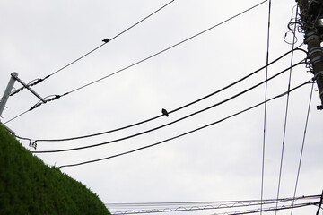Birds perched on overhead power lines in Japan.