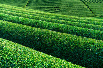 青々しく生い茂る茶畑