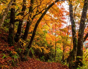 Autumn forest path. Sunlight filters through colorful trees