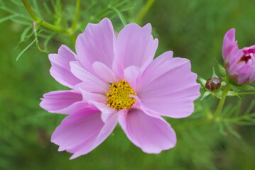 Obraz premium closeup pink cosmos flower in a garden
