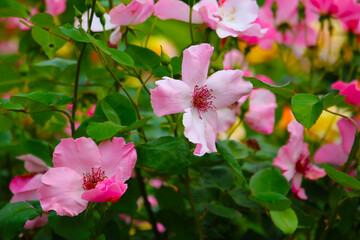 Beautiful roses blooming in a Japanese public garden.