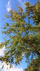 trees in the forest
