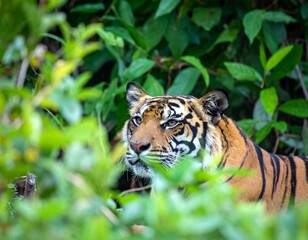 Tiger camouflaged among green vegetation