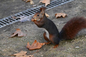 squirrel in the park
