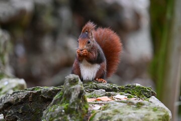red squirrel on a tree
