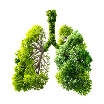 Symbolic green lungs conceptualizing respiratory health, nature, and well-being