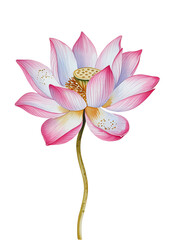 Fototapeta premium Elegant Watercolor Lotus Flower on White Background