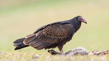 Turkey Vulture perched atop Raccoon carrion