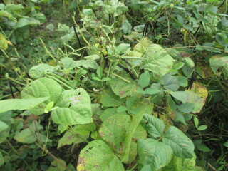 green mung bean seeds waiting to turn black so they can be harvested