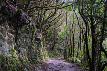footpath in the woods