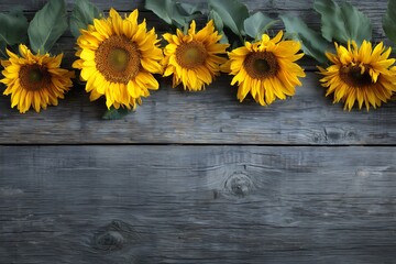 Obraz premium Top view of five bright sunflowers with green leaves lying on rustic grey wooden surface, concept for summer banner, agricultural background and seasonal decoration