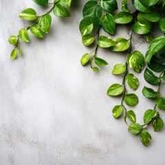 Lush green vines cascade on a light gray textured background, creating a natural, airy border