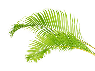 Obraz premium Yellow palm leaves, Golden cane palm, Areca palm leaves, Tropical foliage isolated on white background with clipping path