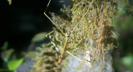 Stick Insect Camouflaged on Branch in Tropical Rainforest
